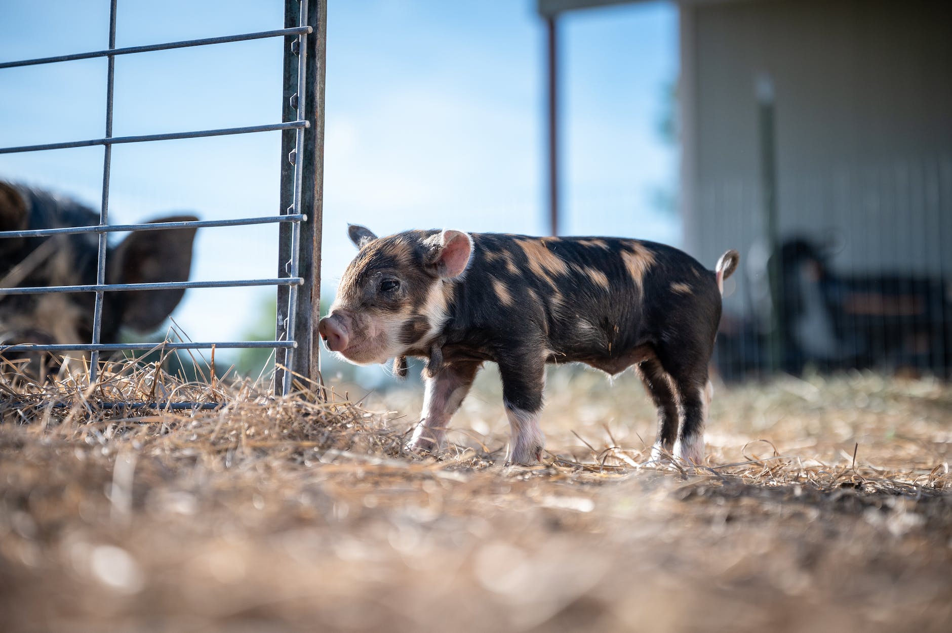 small pig standing near paddock