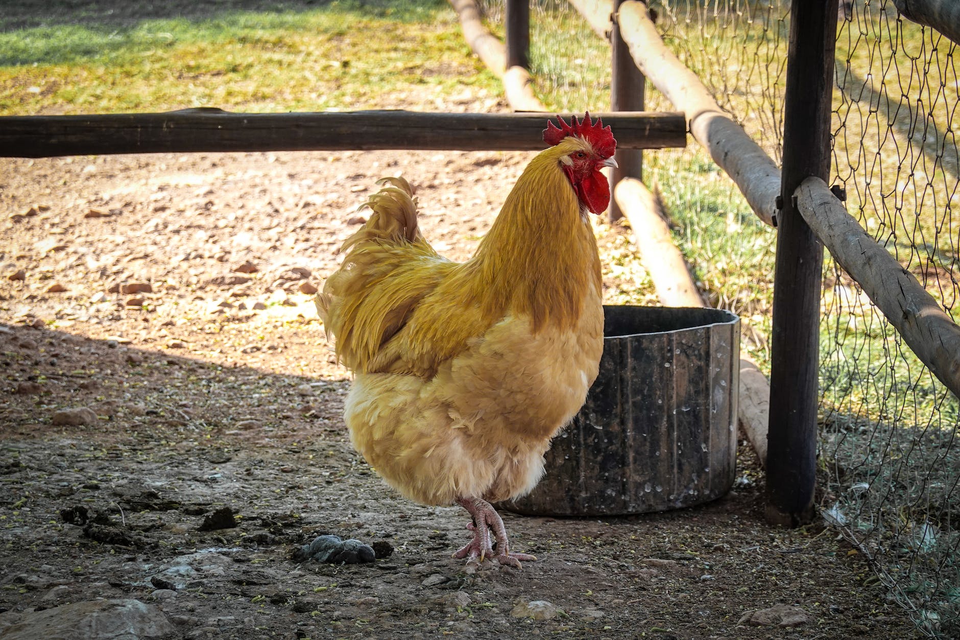 Qué animales puedo tener en una mini granja