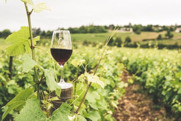 glass filled with wine