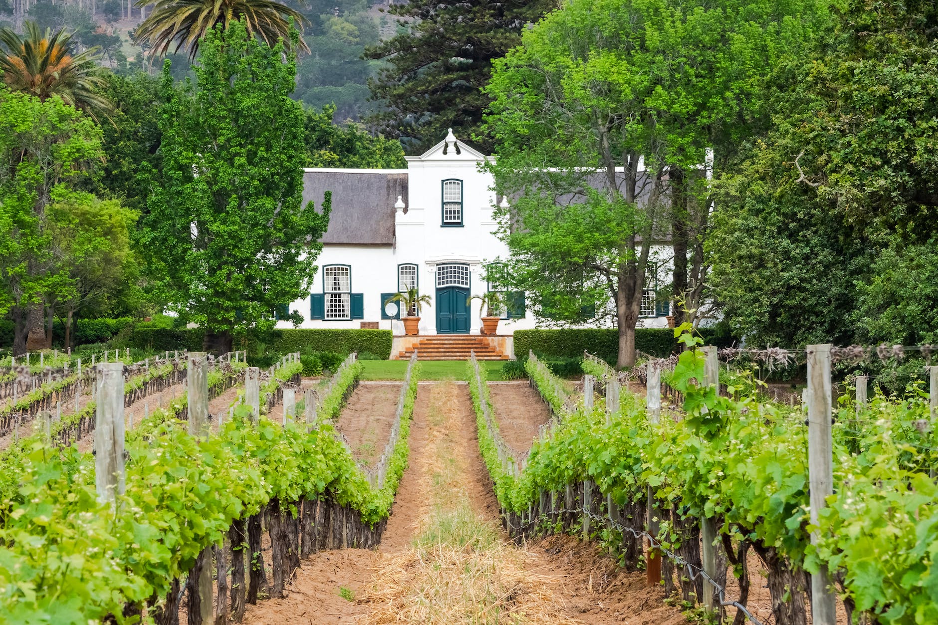 cape dutch manor house and vineyard in constantia valley south africa