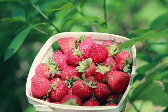 red strawberries in a basket