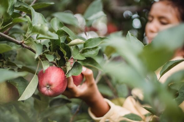 Huerto ecológico o urbano: qué puedo cultivar