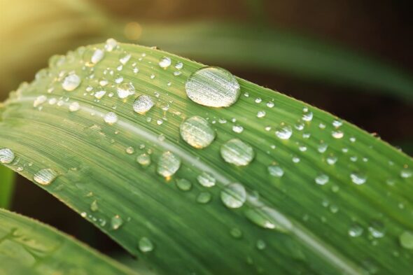 Los principales problemas de los huertos ecológicos