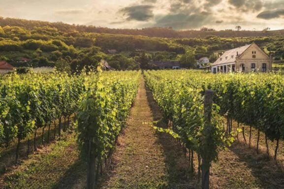 Los secretos que esconden la producción de vino como una de las más sostenibles