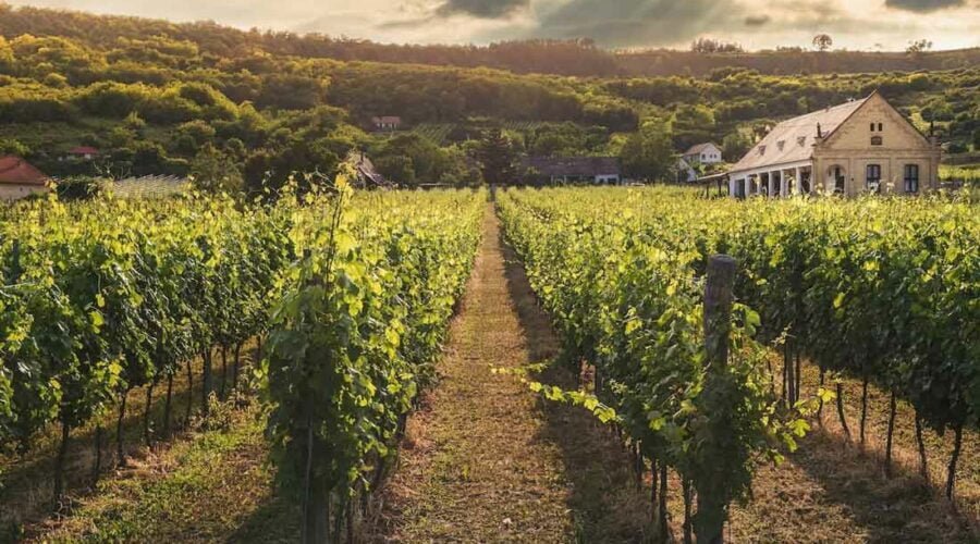 Elaboración del vino: producción de lo más sostenible