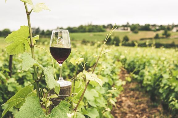 Cuáles son los diferentes tipos de vino y las variedades de uva