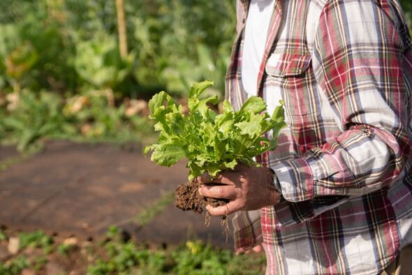 Qué puedo cultivar un un huerto ecológico