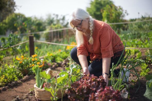 Cómo planificar y diseñar un huerto ecológico sostenible