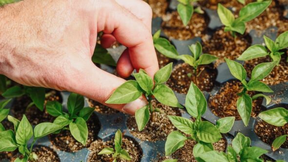 Porqué es importante la sostenibilidad alimentaria en el planeta