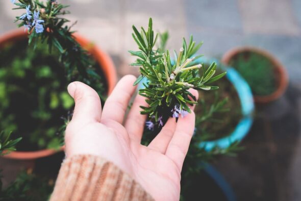 Quiero tener un huerto en la terraza: cómo empiezo y qué necesito