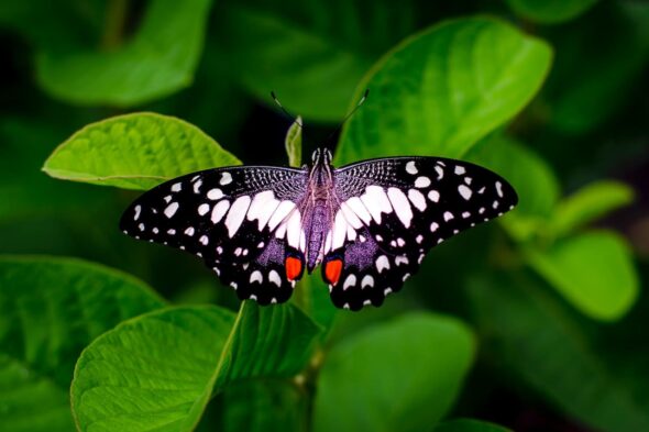 La importancia de la biodiversidad en los huertos ecológicos