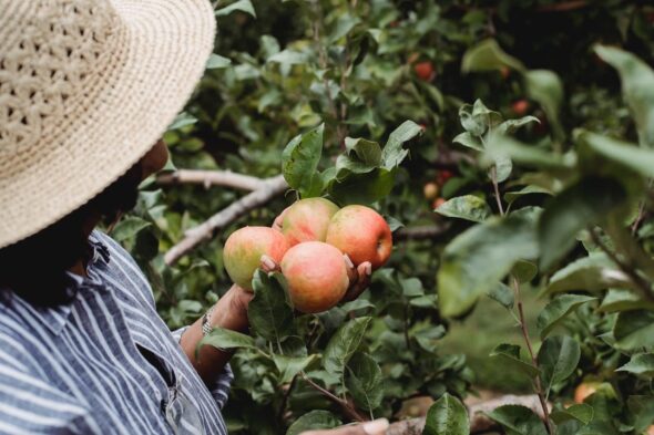 Cinco beneficios de la agricultura y los huertos ecológicos