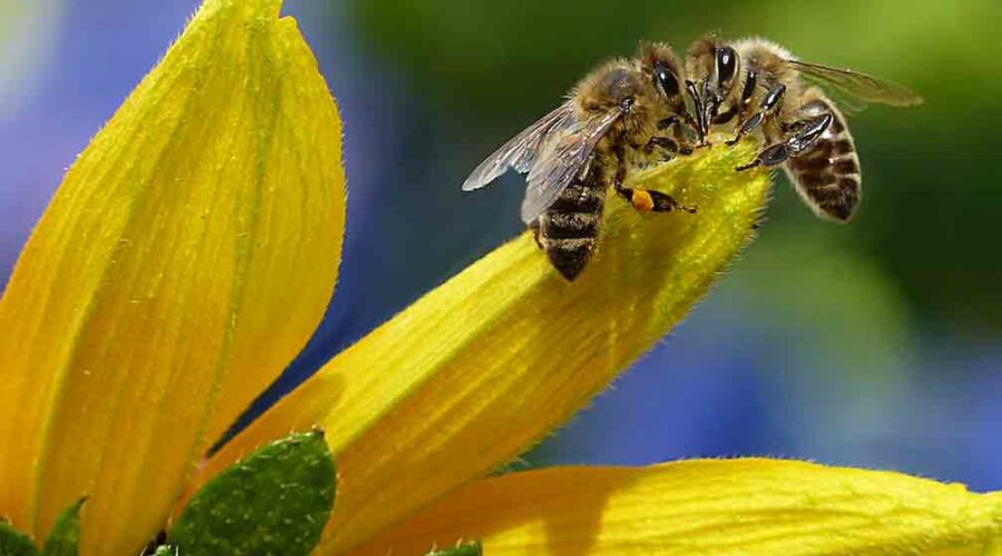 Cría de abejas: beneficios y cómo empezar