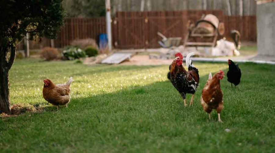 Cómo criar gallinas: paso a paso