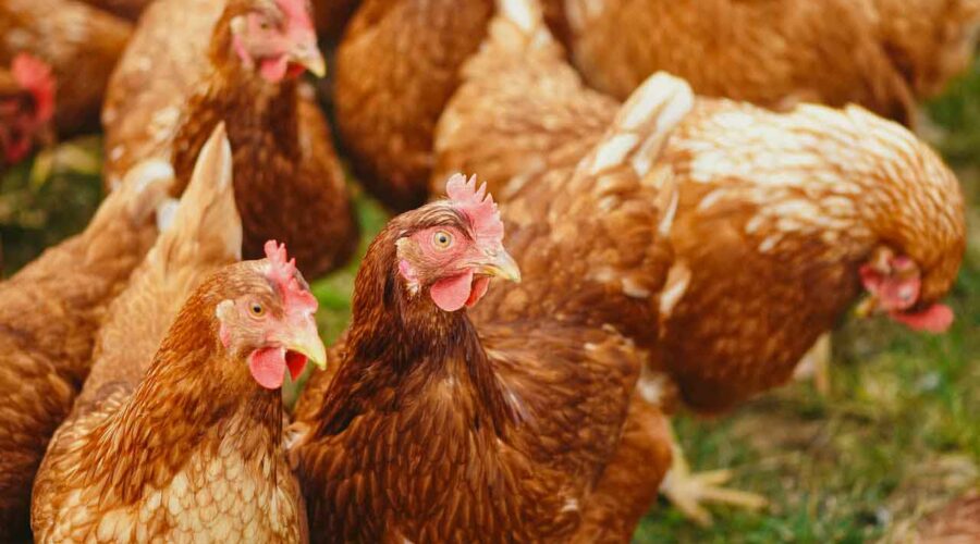 Cómo montar una granja de gallinas: consejos para principiantes