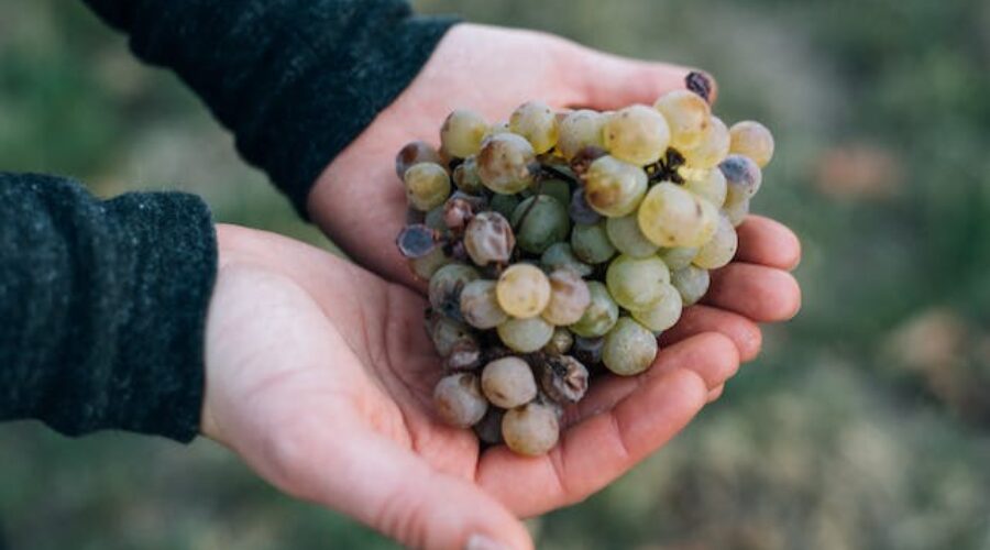 Las uvas de fin de año, una tradición con historia y sabor