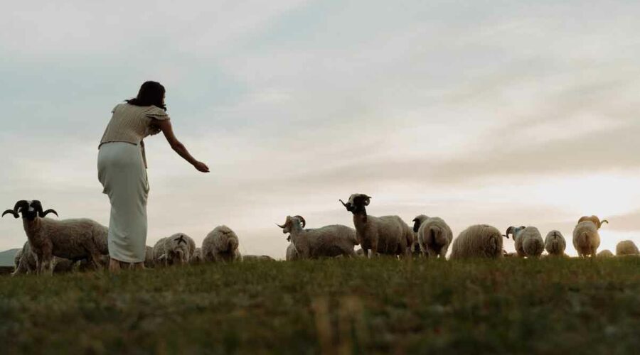 Rebaños de ovejas, Guía para princiantes