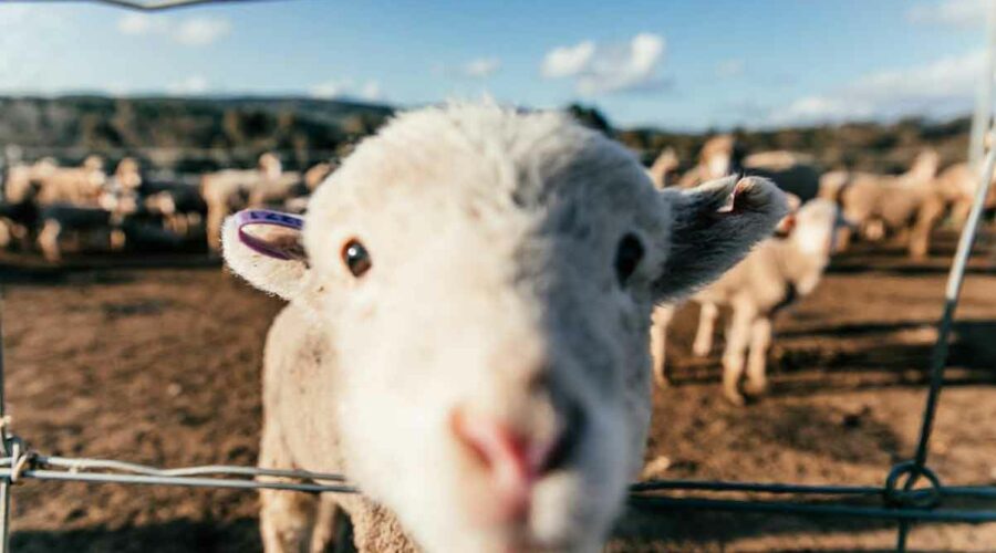 Cómo ser pastor de ovejas, vida sostenible para los jóvenes