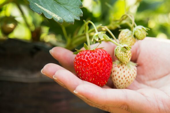 como-cultivar-fresas-en-casa-facil