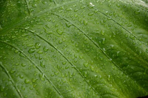 agua de lluvia