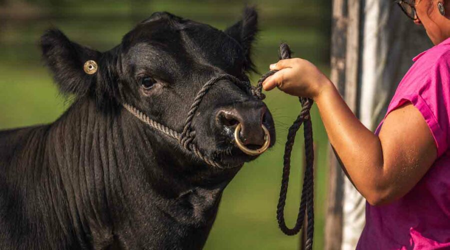 Pastor por un día: sé ganadero y vive una experiencia rural