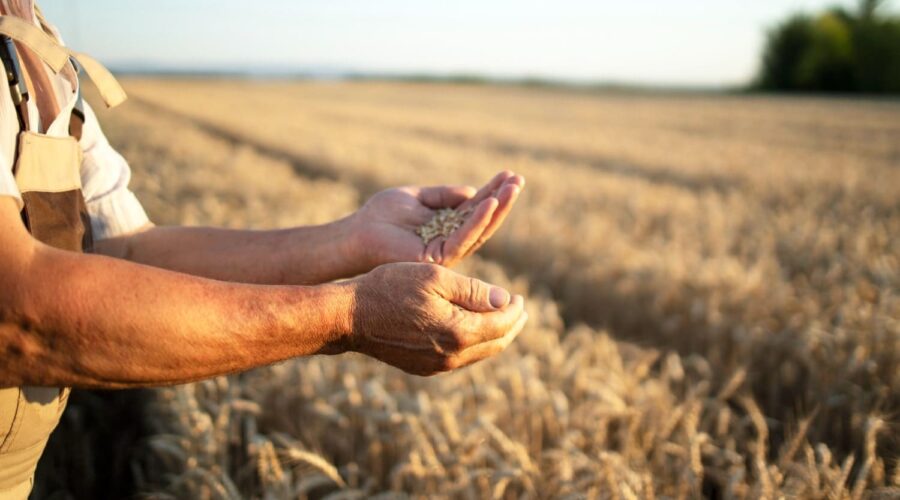 Agricultura antigua: cómo se sembraba la tierra en el pasado