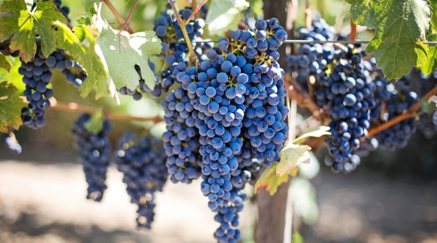 Vendimia: tradición viva que pisa la historia del campo