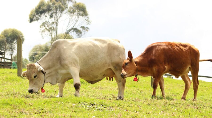 Bienestar animal: el espacio mínimo para tu granja, una guía