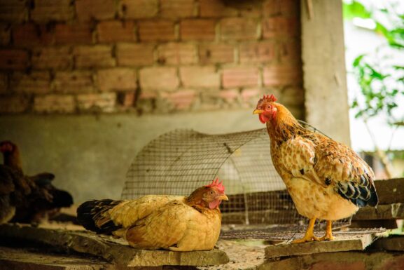 Ayudas para granja gallinas camperas