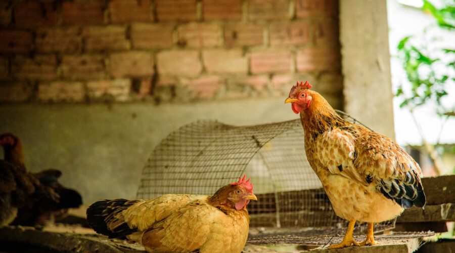 Ayudas para granja gallinas camperas: guía y requisitos