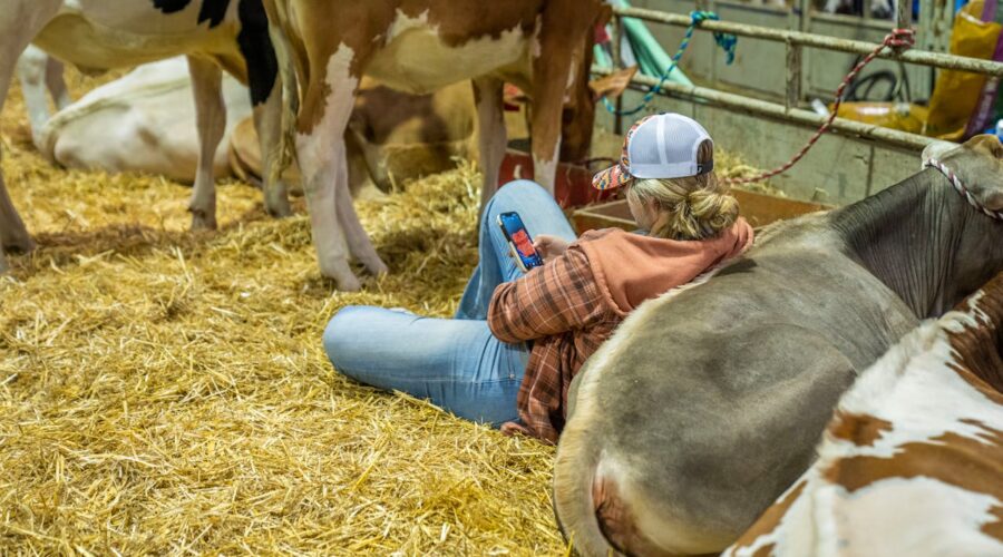 Ayudas para jóvenes ganaderos: impulso al rural y oficios