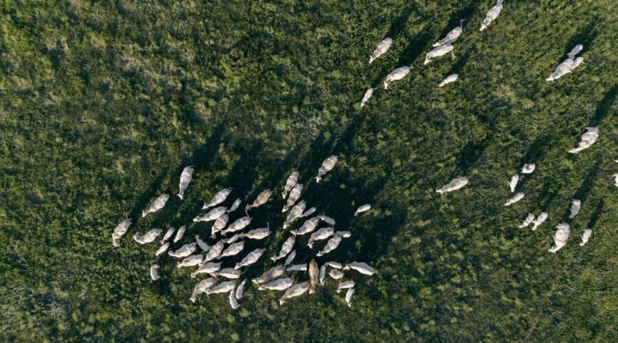 La ganadería ecológica creció más de un 50% en España