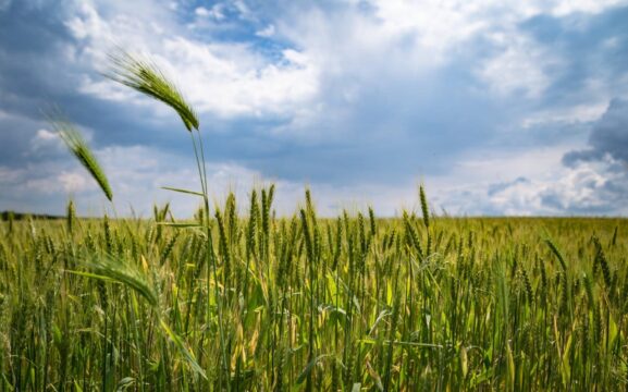 Agricultura extensiva e intensiva