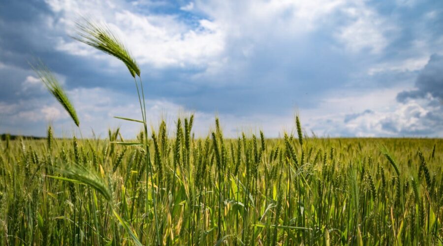 Agricultura extensiva e intensiva: todo lo que deberías saber