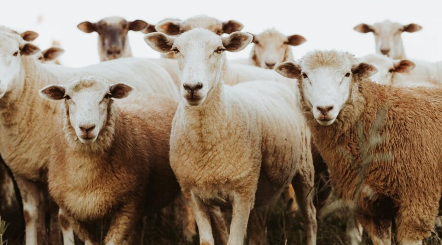 Cómo ser ganadero en España: formación y escuelas de pastores