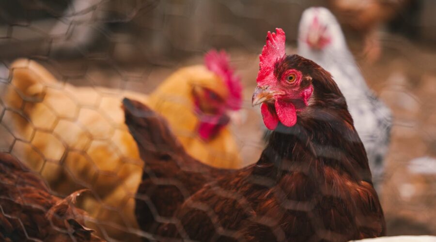 Cuidar gallinas en granjas de agroturismo: guía para principiantes