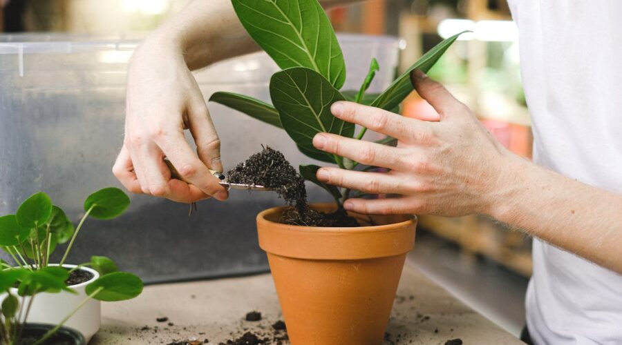 Huerto en terraza o balcón: trucos para plantar con éxito
